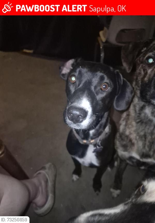 Lost Female Dog last seen On a Semi-truck, Sapulpa, OK 74066