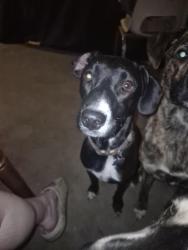 Lost Female Dog last seen On a Semi-truck, Sapulpa, OK 74066