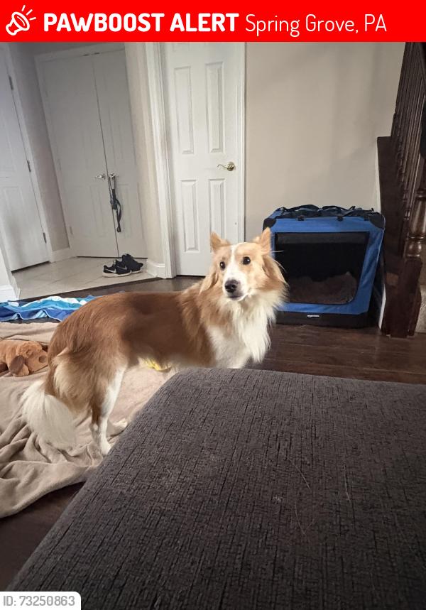 Lost Male Dog last seen Bentz road, Spring Grove, PA 17362