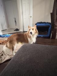 Lost Male Dog last seen Bentz road, Spring Grove, PA 17362