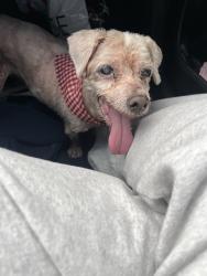 Found/Stray Unknown Dog last seen Near NW 119th st, Miami, FL 33167