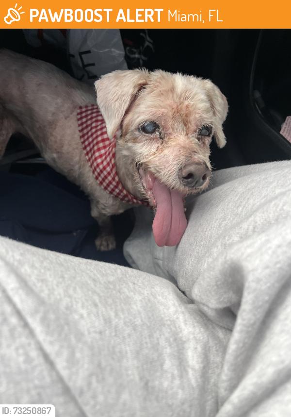 Found/Stray Unknown Dog last seen Near NW 119th st, Miami, FL 33167