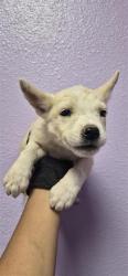 Shelter Stray Female Dog last seen Near HORIZON BLVD, CITY of El Paso, TX, 5001 Fred Wilson Ave, El Paso, TX 79906, USA