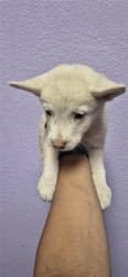Shelter Stray Female Dog last seen Near HORIZON BLVD, CITY of El Paso, TX, 5001 Fred Wilson Ave, El Paso, TX 79906, USA