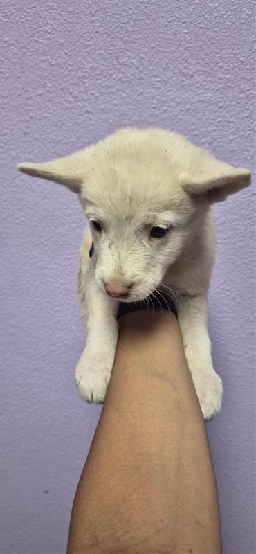 Shelter Stray Female Dog last seen Near HORIZON BLVD, CITY of El Paso, TX, 5001 Fred Wilson Ave, El Paso, TX 79906, USA