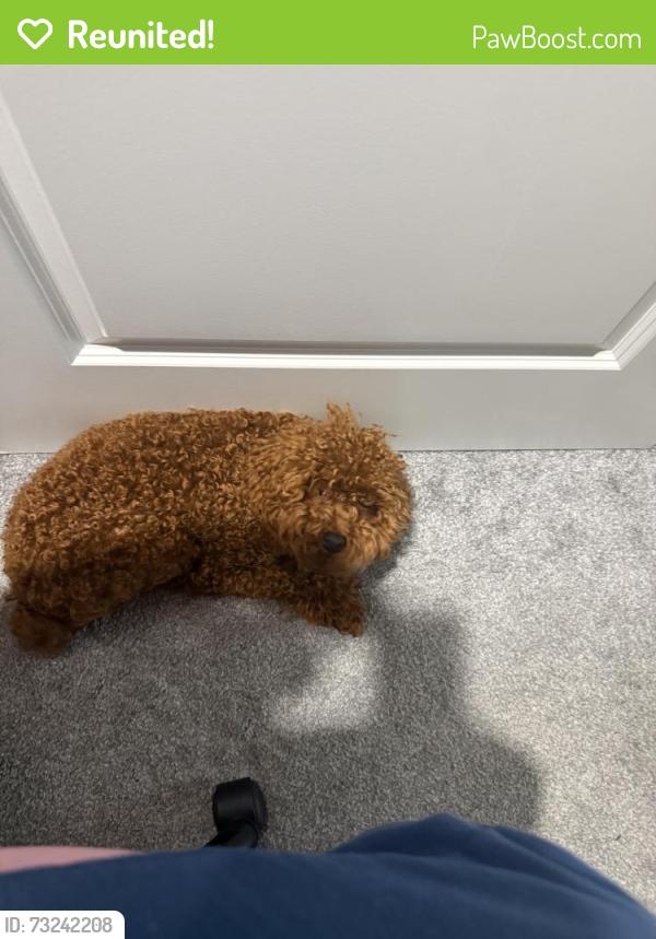 Reunited Male Dog last seen James Jackson pkwy, Atlanta, GA 30318