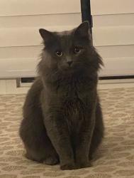 Reunited Male Cat last seen Birchmount and Chelwood, Toronto, ON M1K 2L1