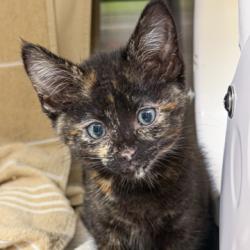 Shelter Stray Female Cat last seen Freeway in Indianapolis, Indiana, IN, 5132 Voges Rd, Madison, WI 53718, USA