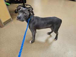 Shelter Stray Male Dog last seen Near blk of Acton Ave, Duncanville, TX, 1150 E Pleasant Run Rd, Cedar Hill, TX 75104, USA