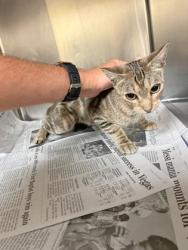 Shelter Stray Female Cat last seen Near Link Dr. Building 5, Duncanville, TX, 1150 E Pleasant Run Rd, Cedar Hill, TX 75104, USA