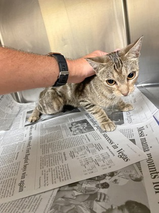 Shelter Stray Female Cat last seen Near Link Dr. Building 5, Duncanville, TX, 1150 E Pleasant Run Rd, Cedar Hill, TX 75104, USA