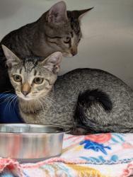 Shelter Stray Female Cat last seen Galilee dr, Keller, TX, 330 Rufe Snow Dr, Keller, TX 76248, USA