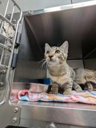 Shelter Stray Male Cat last seen Galilee dr, Keller, TX, 330 Rufe Snow Dr, Keller, TX 76248, USA
