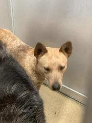 Shelter Stray Female Dog last seen oak grove dr w, South District,, 355 Hillshire Dr, Haslet, TX 76052, USA