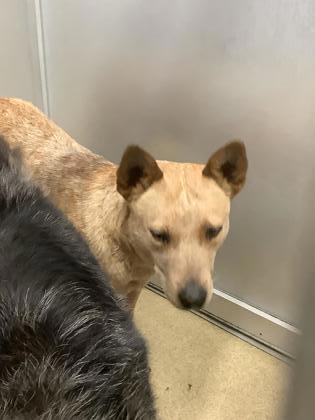 Shelter Stray Female Dog last seen oak grove dr w, South District,, 355 Hillshire Dr, Haslet, TX 76052, USA