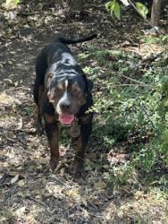 Shelter Stray Male Dog last seen Near E JESSAMINE ST, Central District, TX, 355 Hillshire Dr, Haslet, TX 76052, USA