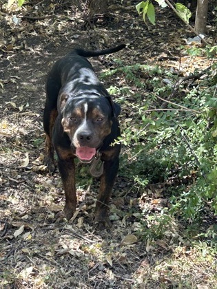 Shelter Stray Male Dog last seen Near E JESSAMINE ST, Central District, TX, 355 Hillshire Dr, Haslet, TX 76052, USA