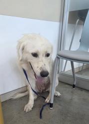 Shelter Stray Female Dog last seen , , TX, 355 Hillshire Dr, Haslet, TX 76052, USA
