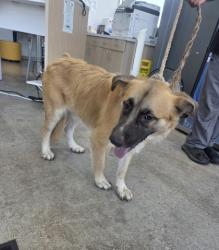 Shelter Stray Male Dog last seen , , TX, 355 Hillshire Dr, Haslet, TX 76052, USA