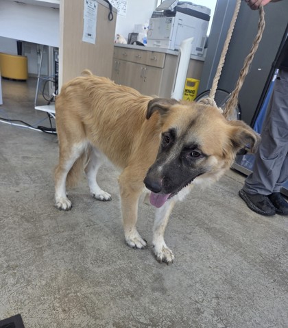 Shelter Stray Male Dog last seen , , TX, 355 Hillshire Dr, Haslet, TX 76052, USA
