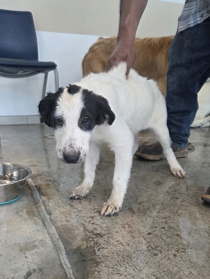 Shelter Stray Female Dog last seen , , TX, 355 Hillshire Dr, Haslet, TX 76052, USA