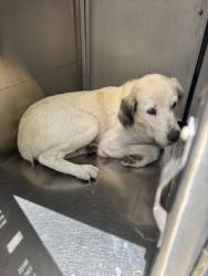 Shelter Stray Female Dog last seen Near Mississippi, Central District,, 355 Hillshire Dr, Haslet, TX 76052, USA