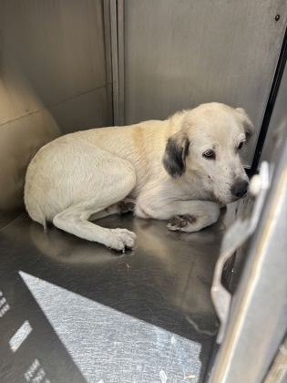 Shelter Stray Female Dog last seen Near Mississippi, Central District,, 355 Hillshire Dr, Haslet, TX 76052, USA