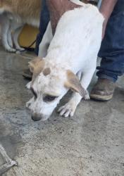 Shelter Stray Male Dog last seen , , TX, 355 Hillshire Dr, Haslet, TX 76052, USA