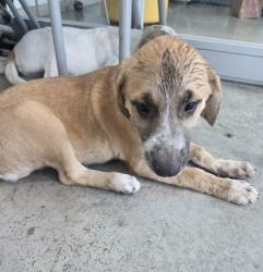 Shelter Stray Male Dog last seen , , TX, 355 Hillshire Dr, Haslet, TX 76052, USA
