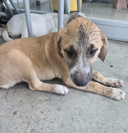 Shelter Stray Male Dog last seen , , TX, 355 Hillshire Dr, Haslet, TX 76052, USA
