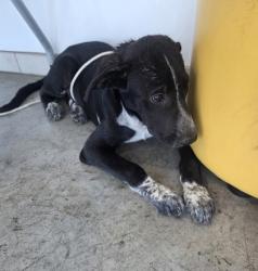 Shelter Stray Male Dog last seen , , TX, 355 Hillshire Dr, Haslet, TX 76052, USA
