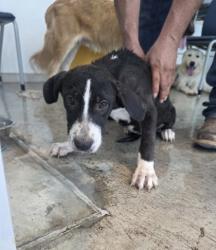 Shelter Stray Female Dog last seen , , TX, 355 Hillshire Dr, Haslet, TX 76052, USA