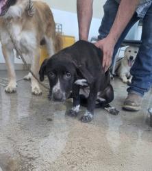 Shelter Stray Female Dog last seen , , TX, 355 Hillshire Dr, Haslet, TX 76052, USA