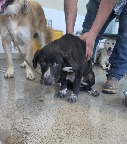 Shelter Stray Female Dog last seen , , TX, 355 Hillshire Dr, Haslet, TX 76052, USA