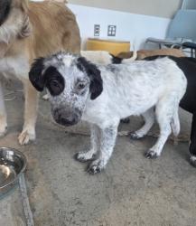 Shelter Stray Female Dog last seen , , TX, 355 Hillshire Dr, Haslet, TX 76052, USA