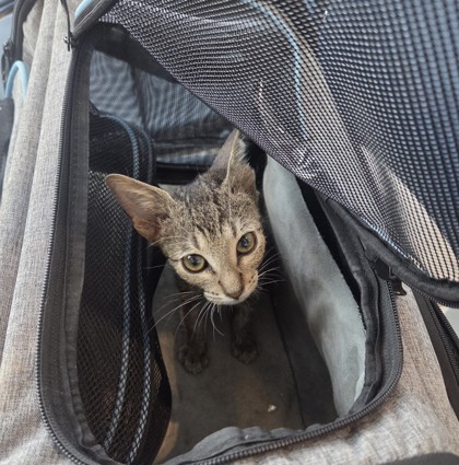 Shelter Stray Male Cat last seen , , TX, 355 Hillshire Dr, Haslet, TX 76052, USA