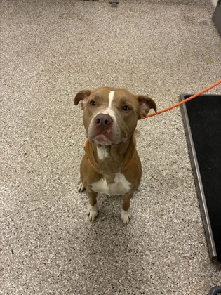 Shelter Stray Male Dog last seen Near Vista Park, County/Unicorporated, NC, 1491 Business Park Ct, Gastonia, NC 28052, USA