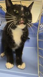 Shelter Stray Male Cat last seen Sunol Way, Rancho Cordova, CA, 6201 Florin Perkins Rd, Sacramento, CA 95828, USA