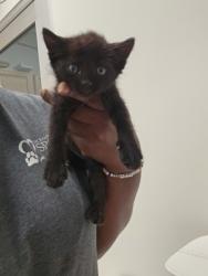 Shelter Stray Female Cat last seen TUSKET RIVER DR at TRINITY RIVER DR, Rancho Cordova, CA, 6201 Florin Perkins Rd, Sacramento, CA 95828, USA