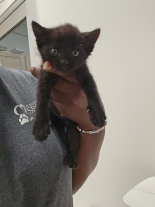 Shelter Stray Female Cat last seen TUSKET RIVER DR at TRINITY RIVER DR, Rancho Cordova, CA, 6201 Florin Perkins Rd, Sacramento, CA 95828, USA
