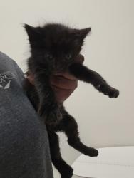 Shelter Stray Female Cat last seen TUSKET RIVER DR at TRINITY RIVER DR, Rancho Cordova, CA, 6201 Florin Perkins Rd, Sacramento, CA 95828, USA