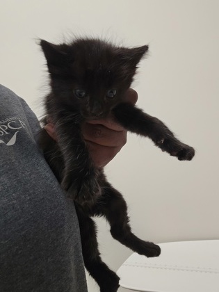 Shelter Stray Female Cat last seen TUSKET RIVER DR at TRINITY RIVER DR, Rancho Cordova, CA, 6201 Florin Perkins Rd, Sacramento, CA 95828, USA