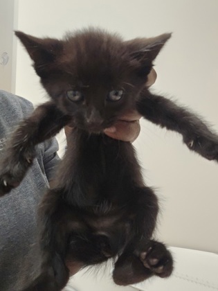 Shelter Stray Male Cat last seen TUSKET RIVER DR at TRINITY RIVER DR, Rancho Cordova, CA, 6201 Florin Perkins Rd, Sacramento, CA 95828, USA