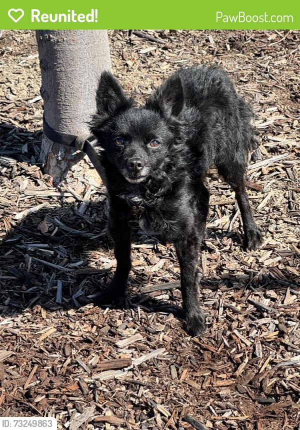 Reunited Unknown Dog last seen Airfield Park, Sacramento, CA 95834