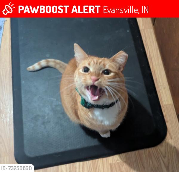 Lost Male Cat last seen North Park by taco bell cross streets are Tremont and longfield, Evansville, IN 47710