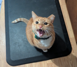 Lost Male Cat last seen North Park by taco bell cross streets are Tremont and longfield, Evansville, IN 47710
