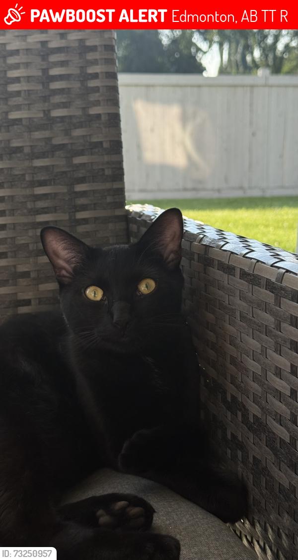 Lost Male Cat last seen Near 171 St NW & 72 Ave NW, Callingwood, Edmonton⁠, Edmonton, AB T5T 2R1