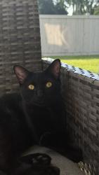Lost Male Cat last seen Near 171 St NW & 72 Ave NW, Callingwood, Edmonton⁠, Edmonton, AB T5T 2R1