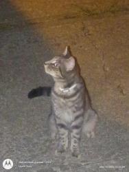 Lost Male Cat last seen Suzanne drive and Forest hills drive, North Charleston, SC 29418