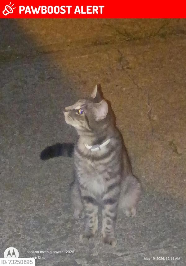 Lost Male Cat last seen Suzanne drive and Forest hills drive, North Charleston, SC 29418